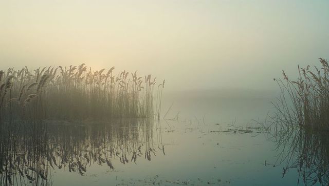 Serene misty lake at sunrise with reed reflections