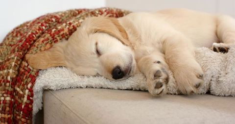 Golden retriever puppy sleeping on plush white blanket on beige sofa cozy home nap