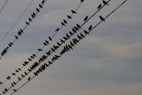 Silhouetted Birds Perching on Power Lines at Dusk Sky Pattern of Birds on Wires