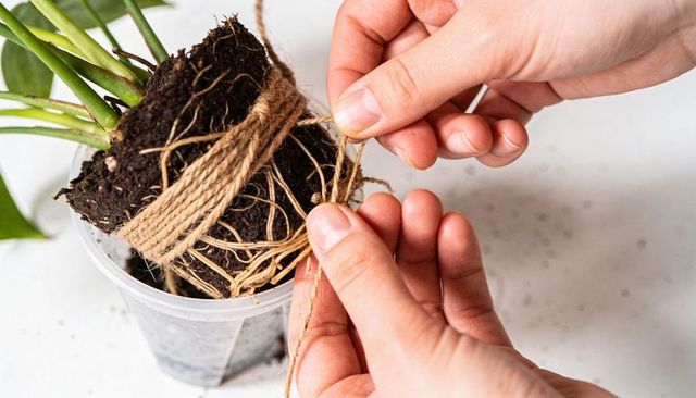Hands wrapping plant root ball with jute twine for indoor repotting and propagation
