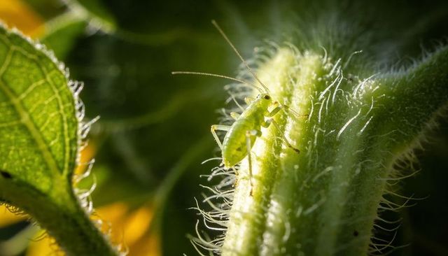 Lime green katydid nymph perching on hairy stem, macro garden insect close-up, sunlit