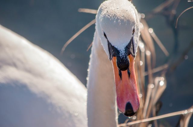 This close-up captures a mute swan glistening with dew droplets at sunrise, showcasing the intricate details of its beak and feathers. Ideal for use in wildlife photography collections, educational materials about birds, or nature conservation campaigns.