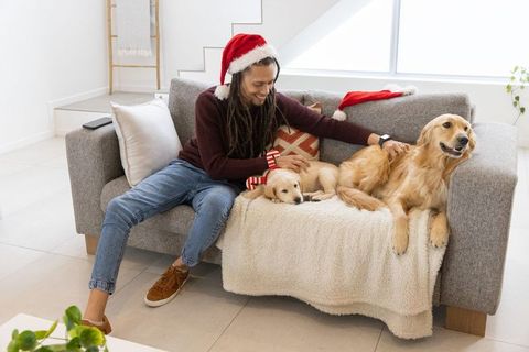 Man wearing santa hat cuddling golden retrievers on cozy gray sofa for holiday