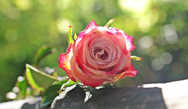 Rose flower blooming beautifully with its pink petals in bright sunlight. Perfect for use in nature-related projects, gardening websites, floral event invitations, or romantic greeting cards.