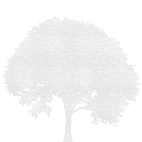 grey tree transparent illustration for nature projects - Download Free Stock Videos Pikwizard.com