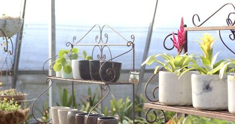 Wrought Iron Shelves Showcasing Colorful Botanical Collection