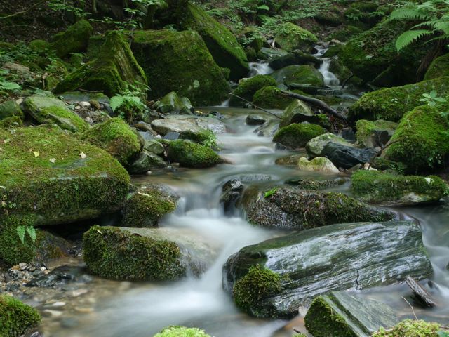 Forest streams with moss-covered rocks like this can enhance nature-themed websites or environmental campaigns. Great for use in designs focused on peace, tranquility, and natural beauty, perfect for backgrounds, relaxing visuals, or eco-friendly promotional materials.