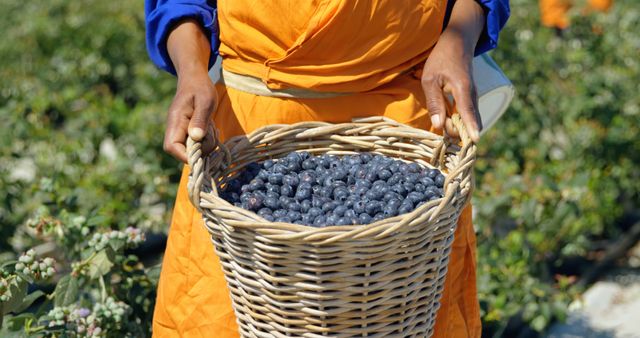 Person Harvesting Fresh Blueberries in Woven Basket - Download Free Stock Images Pikwizard.com