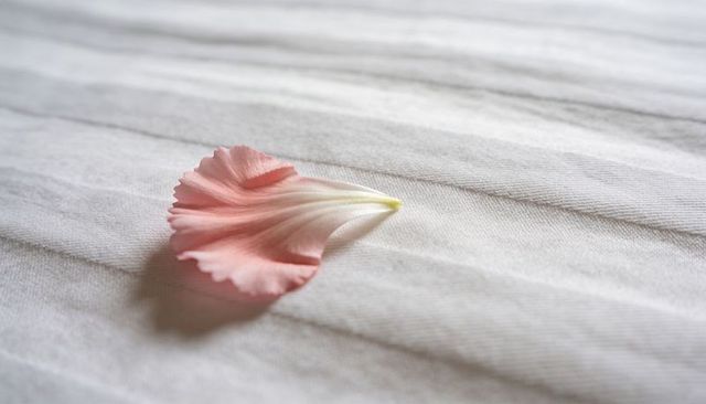 Pale pink petal resting on ribbed fabric casting soft shadow and pastel texture