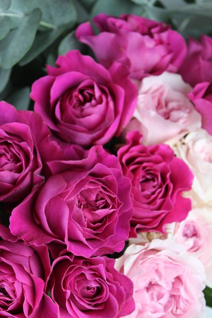 Close-up of Pink and Magenta Roses in Bloom - Download Free Stock Photos Pikwizard.com