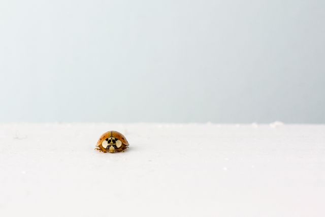 Close-up of Lonely Ladybug on White Surface with Minimal Background - Download Free Stock Images Pikwizard.com