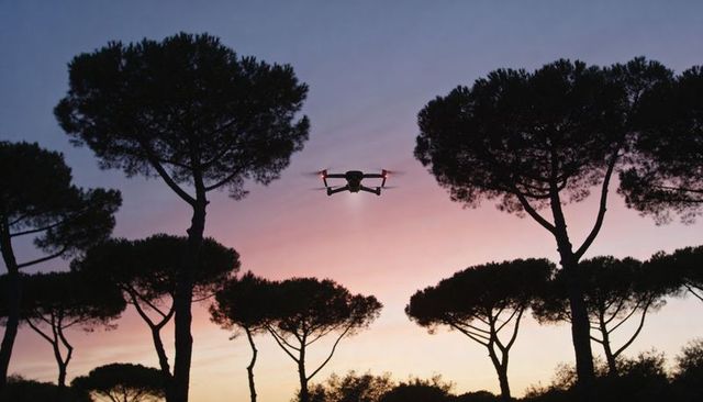 Quadcopter hovering among umbrella pines at dusk with pastel gradient sky