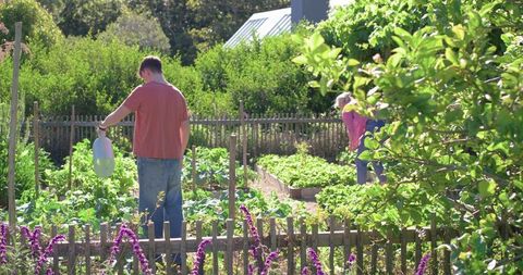 Teen watering vegetable beds while adult tending raised beds in sunlit backyard garden