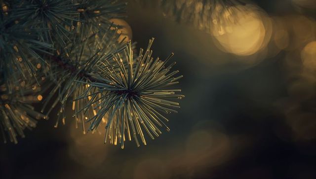 Dew-capped conifer needle cluster glowing at golden hour with soft bokeh background