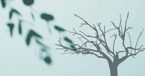 Silhouetted Tree and Leaves Shadows on Pale Background - Download Free Stock Images Pikwizard.com