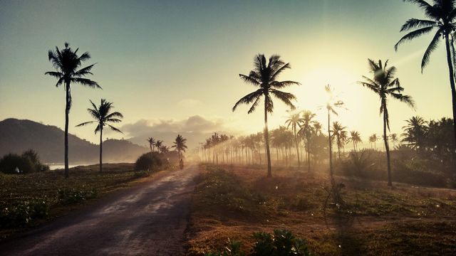Serene Tropical Road with Palm Trees at Sunrise - Download Free Stock Photos Pikwizard.com
