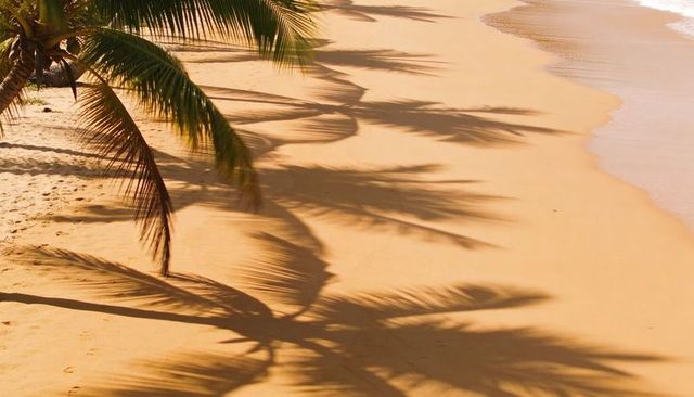 Palm shadows stretching across golden sand on sunny tropical beach shoreline