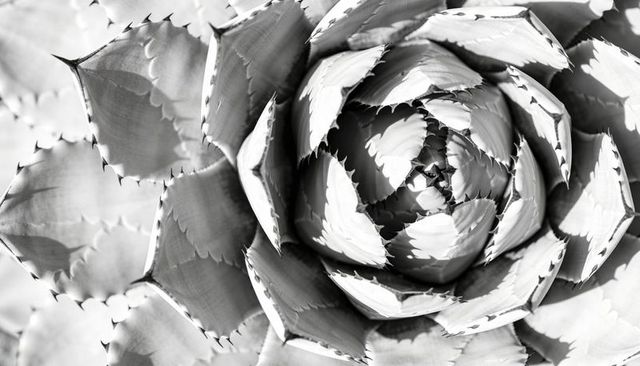 Monochrome agave succulent forming geometric radial rosette, macro close-up texture