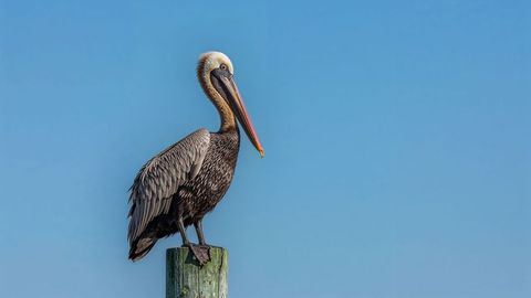 Brown Pelican on Wooden Post Against Clear Sky