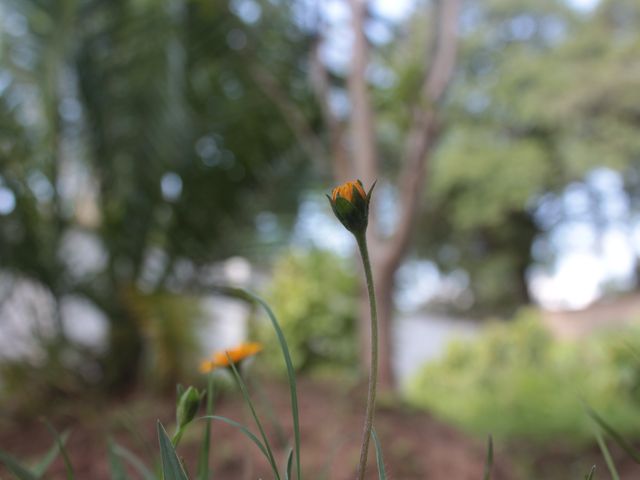 Yellow Flower Bud in Focus with Blurred Garden Background - Download Free Stock Photos Pikwizard.com