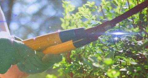 Gardener trimming sunlit hedge with wooden shears closeup bokeh lens flare