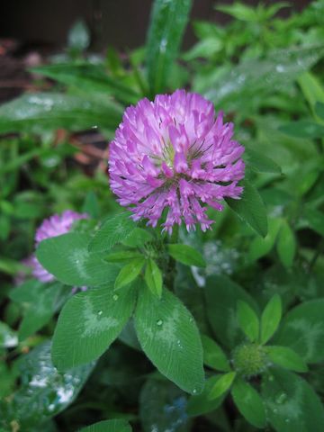 Close-up of dewy red clover flower in lush greenery