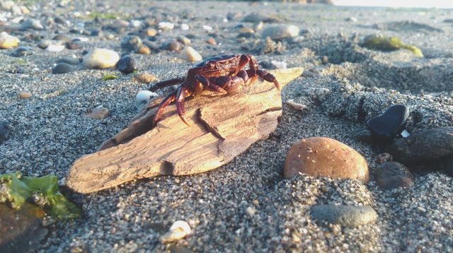 Crab is perched on a piece of driftwood at a rocky shoreline. Scene features various rocks and pebbles scattered on the sandy beach. Useful for nature, marine life, and beach-themed designs, illustrating coastal and ocean environments, educational content on marine habitats, or travel and leisure presentations.