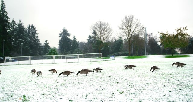 Flock of Canadian Geese Grazing on Snow-Covered Field - Download Free Stock Photos Pikwizard.com