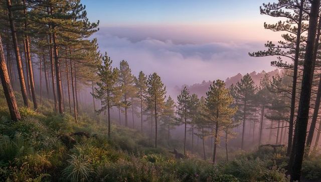 Pastel Sunrise Over Mist-Shrouded Pine Forest on Sloping Hillside in Soft Golden Light