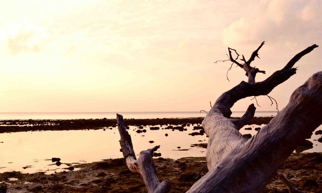 Dry Driftwood on Serene Beach during Sunset - Download Free Stock Photos Pikwizard.com