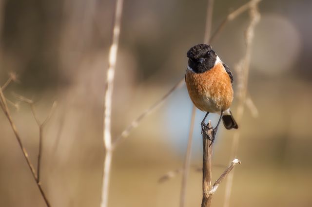 Common Stonechat perched on a dry branch in a serene meadow. Suitable for nature and wildlife blogs, ornithology resources, educational materials about birds, outdoor magazines, and environmental conservation articles.