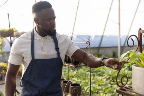 African american gardener inspecting potted plant in sunlit greenhouse nursery