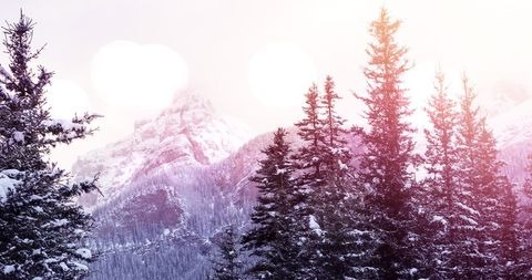 Winter Wonderland: Snow-Covered Trees at Sunrise - Download Free Stock Images Pikwizard.com
