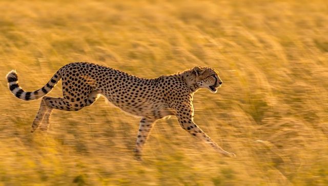 Sprinting cheetah in golden savannah landscape