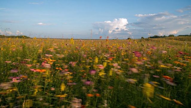 Swaying wildflower meadow with motion blur, colorful summer prairie and power lines