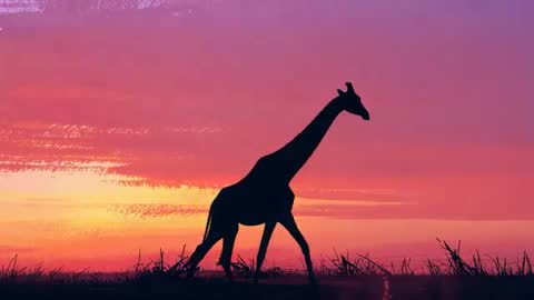 Serene Giraffe Silhouette at Sunset with Gradient Sky