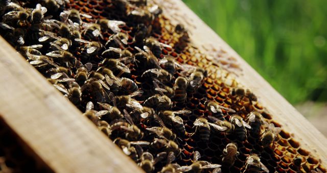 Detailed view of honeybees working on honeycomb, ideal for illustrating beekeeping activities, agricultural processes, or biodiversity. Useful in farming magazines, environmental blogs, or educational material about the importance of pollinators and conservation.