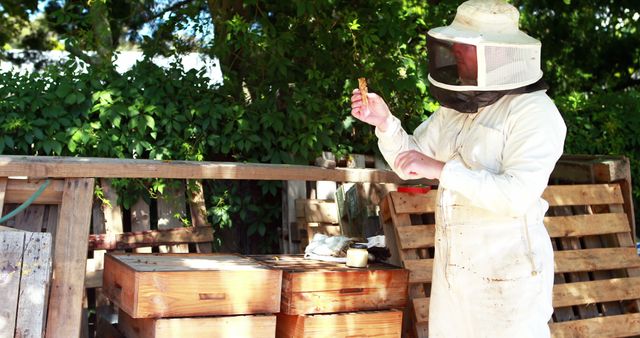 Beekeeper in protective suit inspecting honeycomb frame in garden apiary during sunny day. Ideal for articles on beekeeping, honey production, sustainable agriculture, and outdoor activities. Can be used for educational content about bees and environmental conservation.