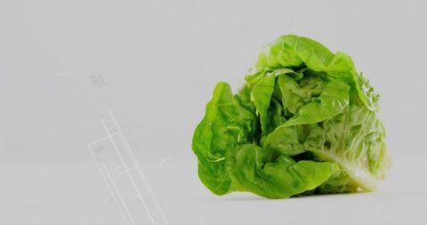 Fresh Green Lettuce on White Backdrop for Organic Food Themes