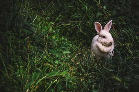 White rabbit nestled in lush green grass, natural wildlife portrait