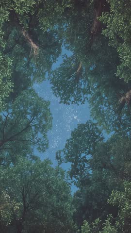 Vertical video capturing tree canopy framing starry night sky over calm forest clearing