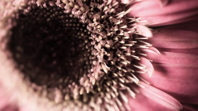 This vibrant macro view of a pink flower captures the intricate details of its petals and central core, perfect for spring and garden-related content, floral arrangements, nature blogs, and detailed studies of botanical specimens. Its soft-focus background and rich textures make it suitable for use in background designs, greeting cards, nature documentaries, and artistic prints.