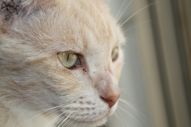 Image captures close-up of a white domestic cat with green eyes, looking focused. Ideal for pet care product advertisements, feline health articles, or websites related to cat ownership.