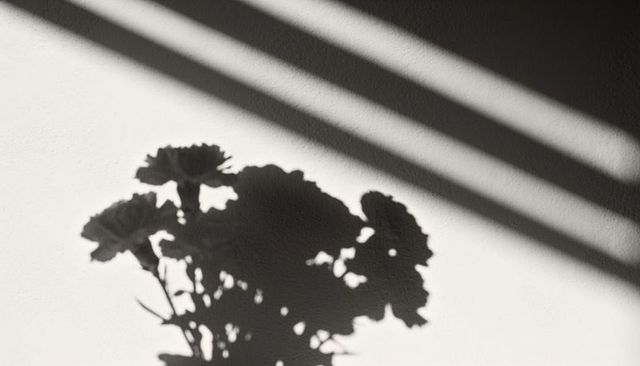 Casting floral silhouette on textured wall with diagonal light, monochrome still life
