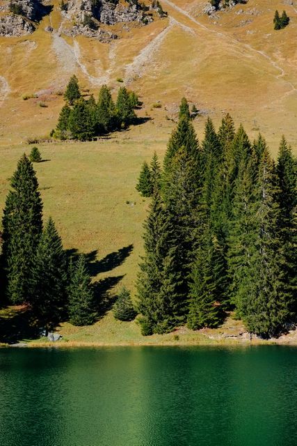 This image showcases a serene alpine lake bordered by lush evergreen trees and a grassy mountain slope in the background. Perfect for promoting outdoor activities, travel, nature conservation, or use in landscape portfolios. Ideal for websites, brochures, or posters focused on natural beauty and tranquility.