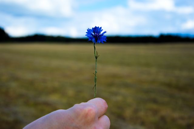 Person holding single blue flower against blurred rural field background with cloudy sky. Represents simplicity, tranquility, connection with nature. Can be used for themes related to environmentalism, nature appreciation, meditation, rural life, minimalism.