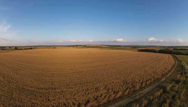 Spanning golden wheat fields stretching to horizon under clear blue sky, rural panorama