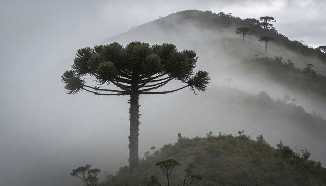 Umbrella-shaped conifer standing on misty montane ridge, atmospheric foggy forest scene