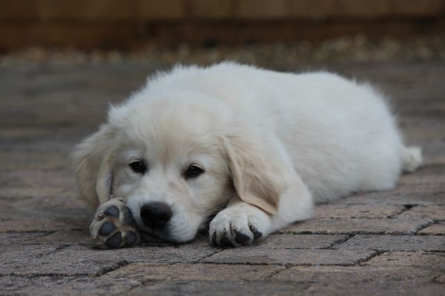 White puppy resting on pavement looking relaxed and comfortable. Great for themes related to pets, relaxation, animal behavior, cuteness, and outdoor activities. Ideal for pet care businesses, veterinary clinics, animal rescue organizations, and promotional materials related to pet products.