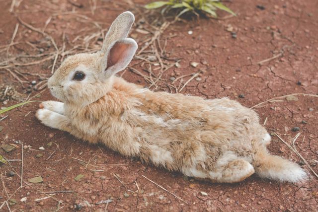 Fluffy Young Rabbit Relaxing on Dirt Ground - Download Free Stock Photos Pikwizard.com